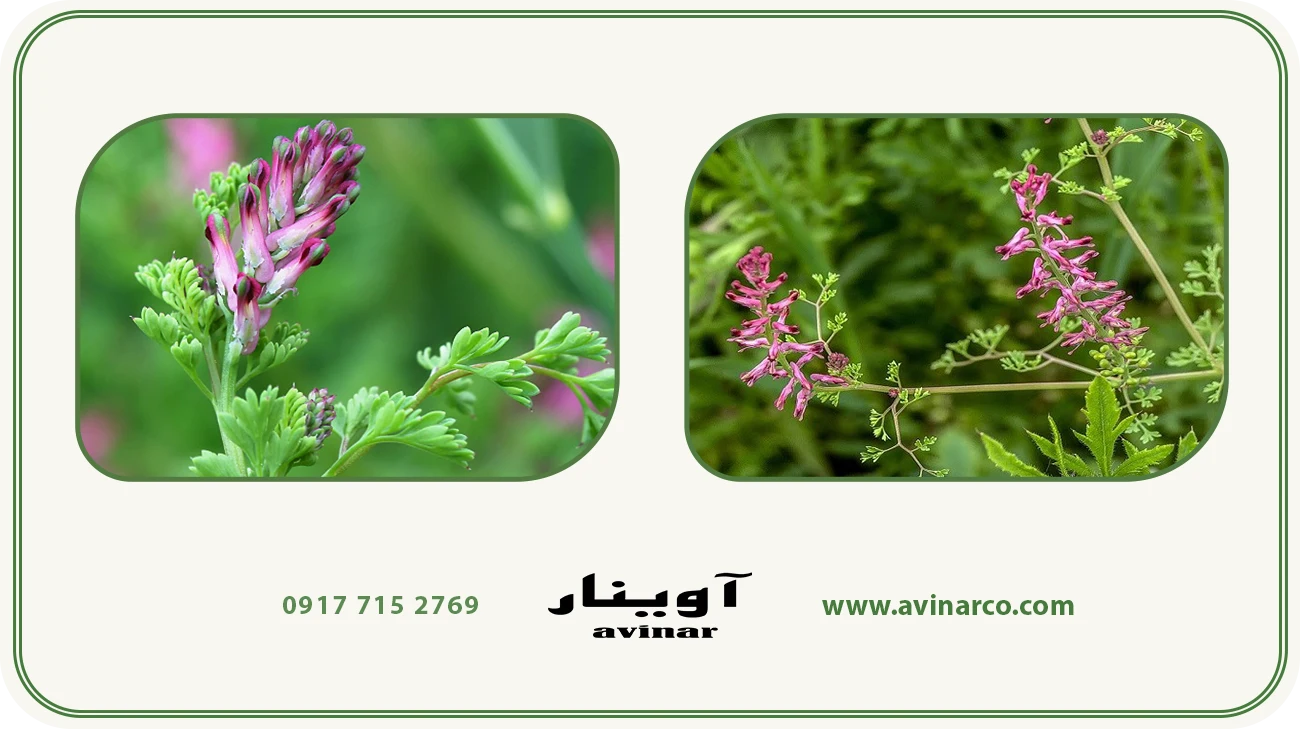 خرید عرق شاتره