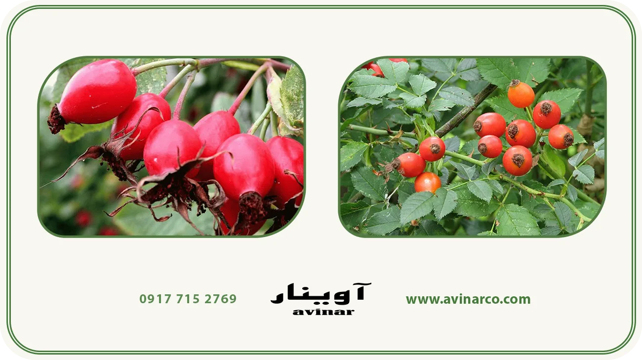 خرید عرق نسترن