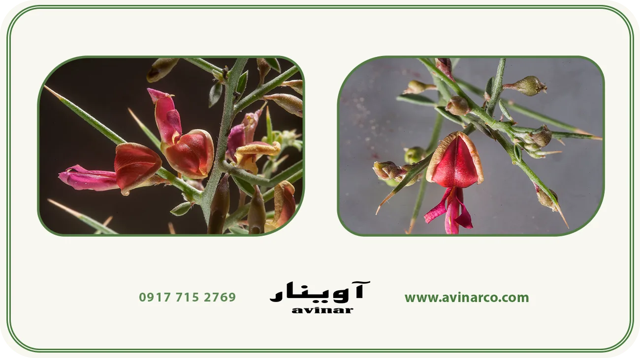 خرید عرق خارشتر