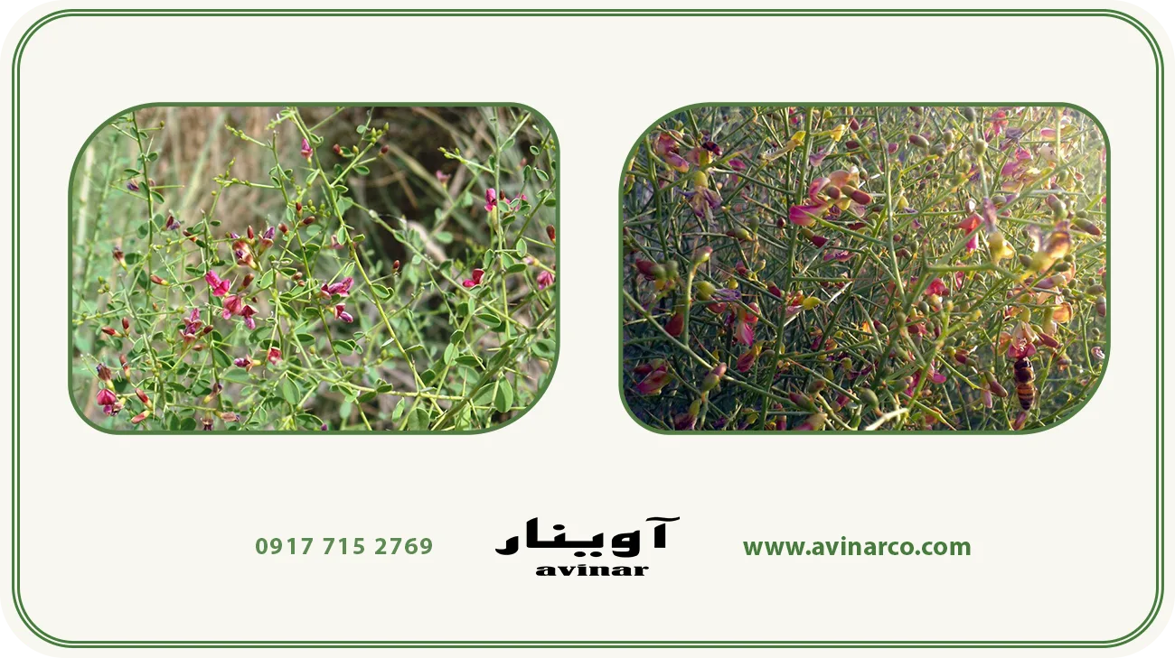 خرید عرق خارشتر