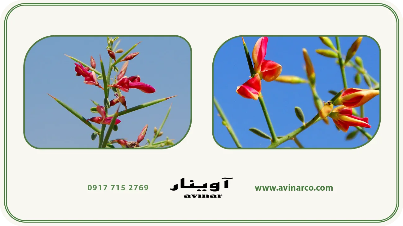 خرید عرق خارشتر