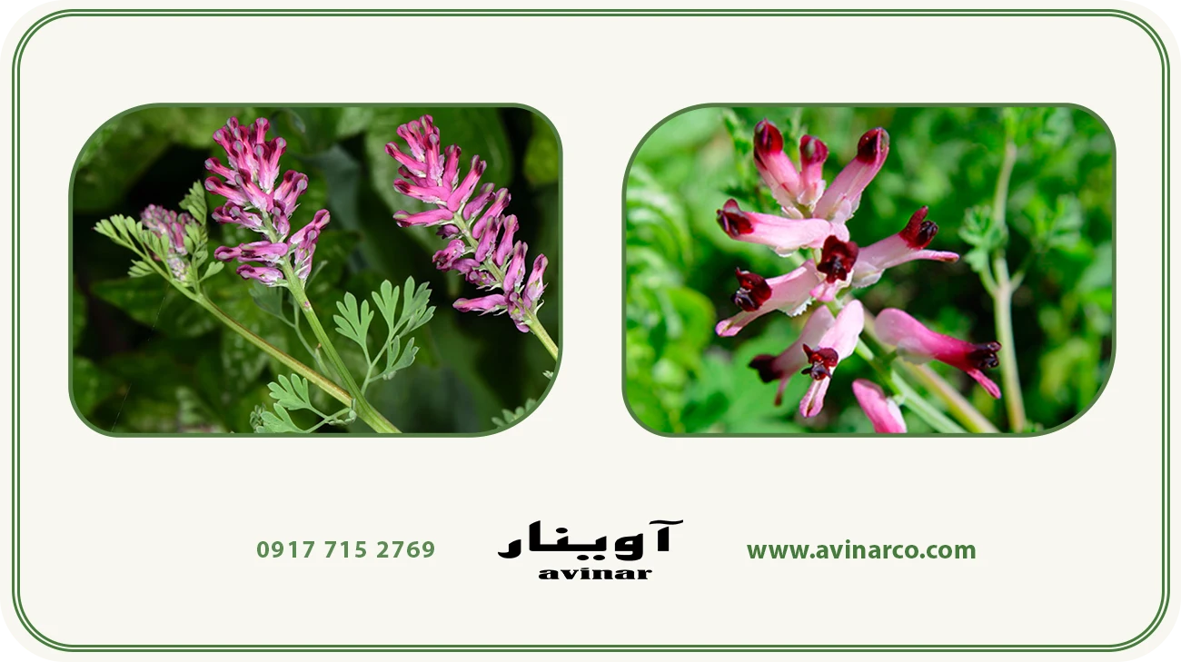 خرید عرق شاتره