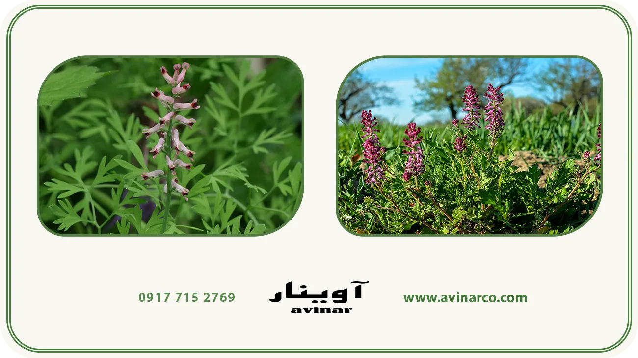 خرید عرق شاتره