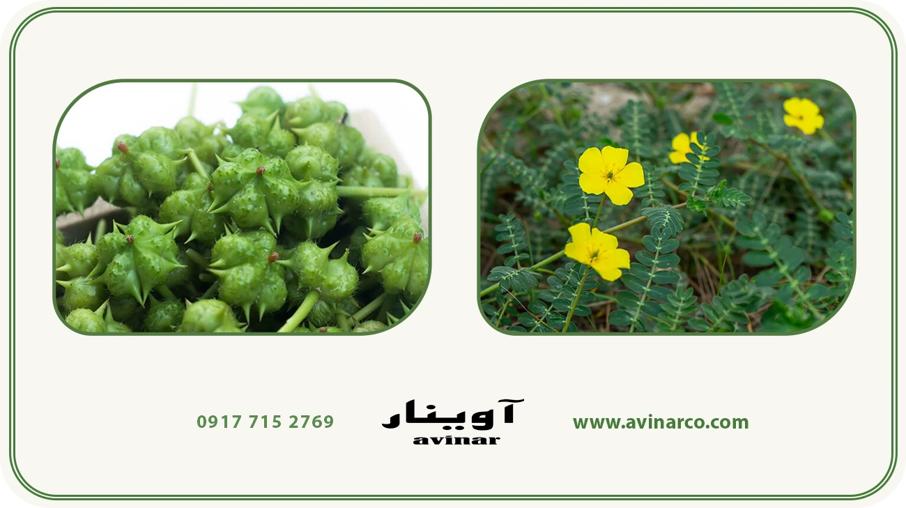 خرید عرق خارخاسک