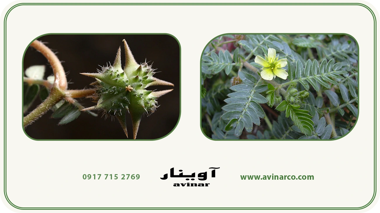 خرید عرق خارخاسک